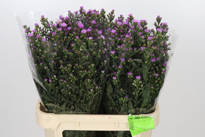 <h4>Aster Painted Lady</h4>