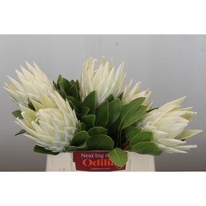 Protea Cyn. Ayoba Arctic Ice