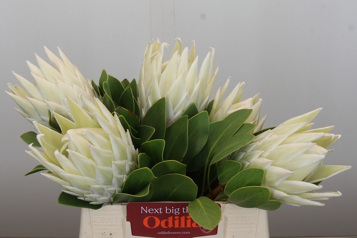 <h4>Protea Cyn. Ayoba Arctic Ice</h4>