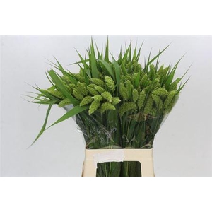 Setaria Italica