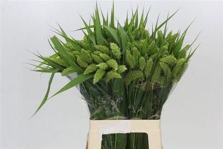 <h4>Setaria Italica</h4>
