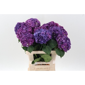 Hydr M Roy Anasta Bl