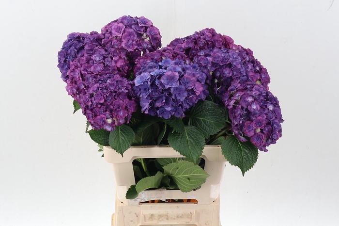 <h4>Hydr M Roy Anasta Bl</h4>