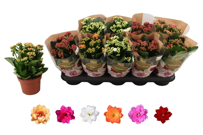 <h4>KAL GE RO GEM 6 KL</h4>