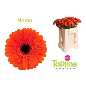 GE MI NEMO
