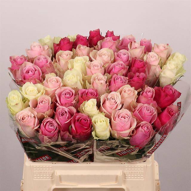 <h4>R Gr Athena Mix In Bunch Mlima</h4>