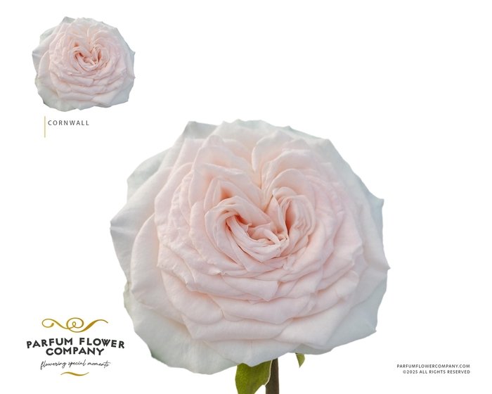 <h4>Rosa Garden Cornwall</h4>