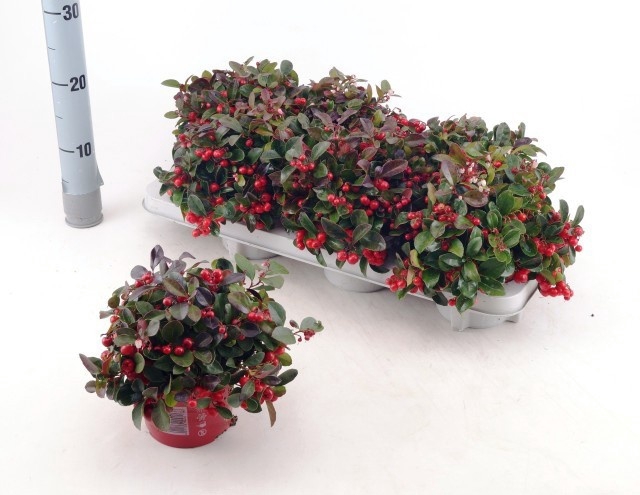 <h4>GAULTH PROCUMBENS</h4>