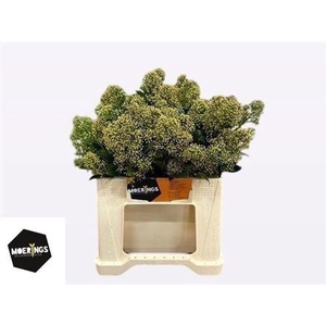 Skim J Snow White Bs