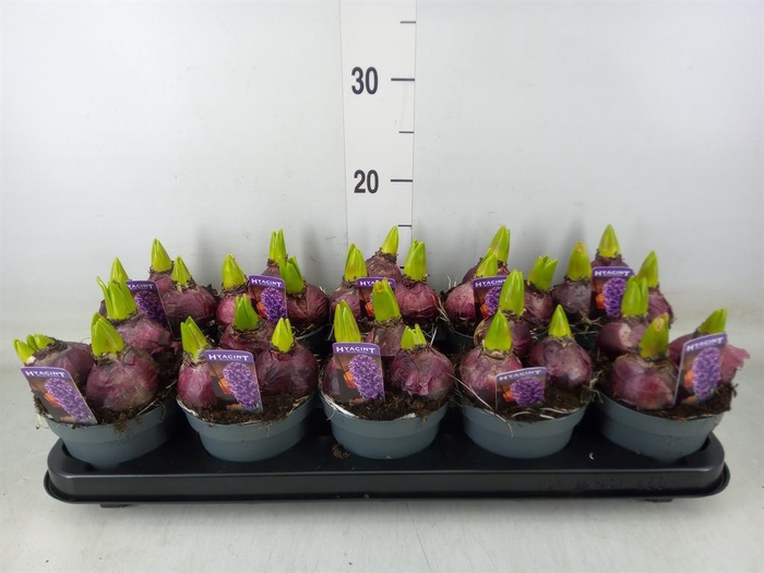 <h4>Hyacinthus orie. 'Pearl Blue'</h4>