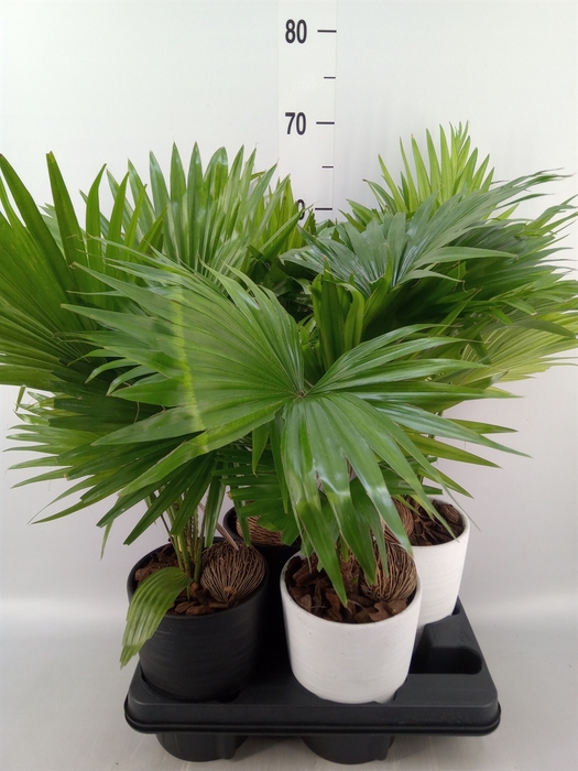 <h4>Livistona rotundifolia</h4>