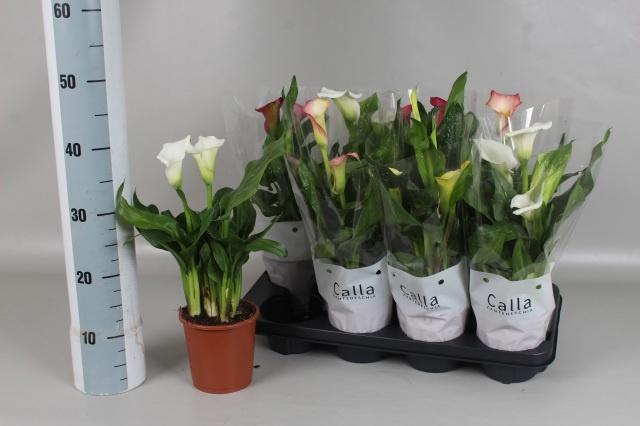 <h4>ZANT GEM 5 KL</h4>