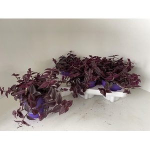 TRAD ZE PURPUSII