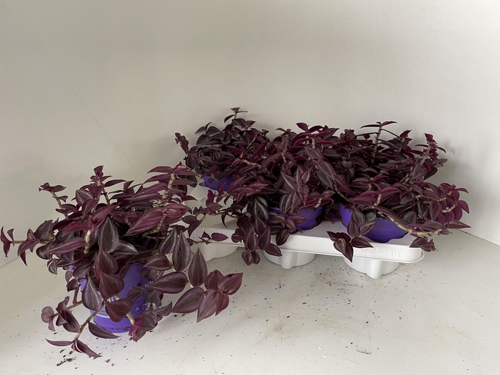 <h4>TRAD ZE PURPUSII</h4>