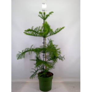 Araucaria heterophylla