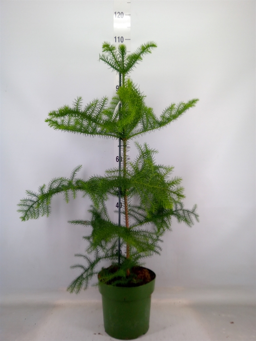 <h4>Araucaria heterophylla</h4>