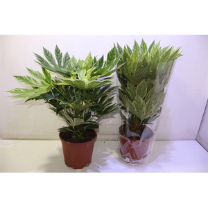 arr8 Fatsia Variegata