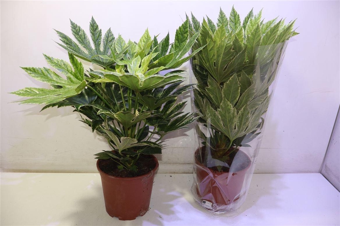 <h4>arr8 Fatsia Variegata</h4>