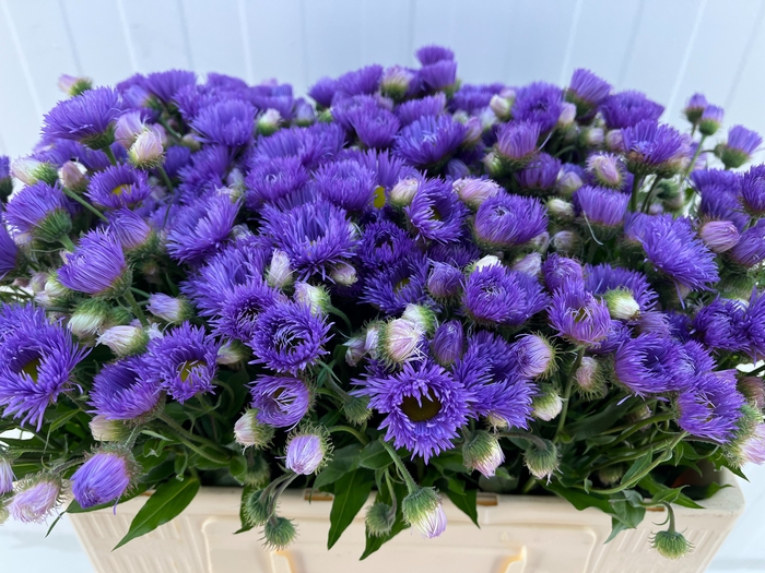 <h4>ERIGERON</h4>