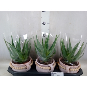 Aloe arborescens