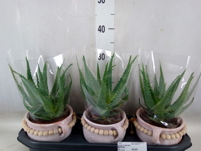 <h4>Aloe arborescens</h4>