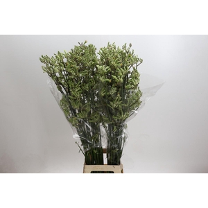 Anigozanthos Green