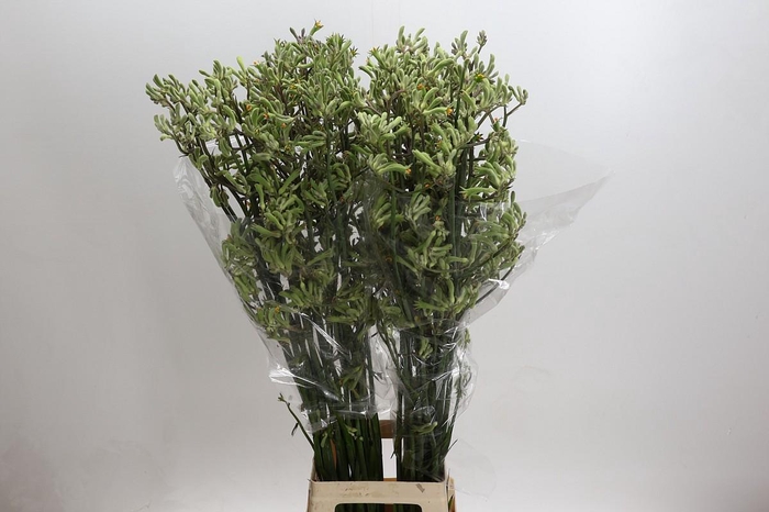<h4>Anigozanthos Green</h4>