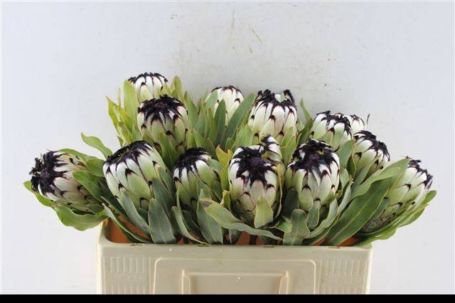 <h4>PROTEA MAG NIOBE</h4>