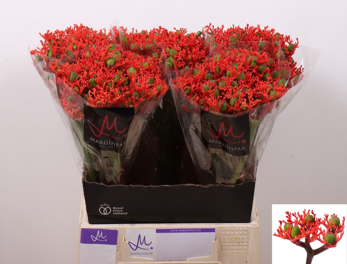 JATROPHA P FIRECRACK