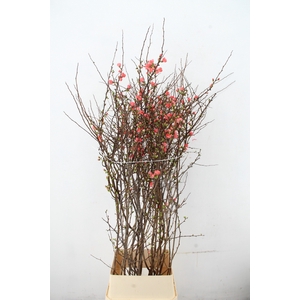 CHAENOMELES JAPONICA PINK 140CM