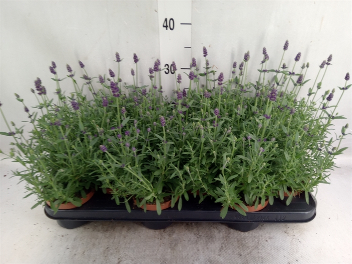 Lavandula angus. 'Hidcote'