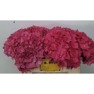 Hydrangea rodeo red