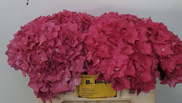 <h4>Hydrangea rodeo red</h4>