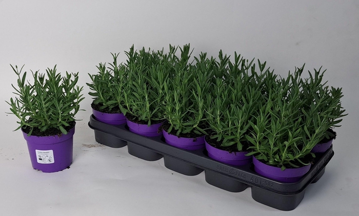 <h4>LAVAN AN CLEO PATIO</h4>