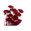 Achillea Red