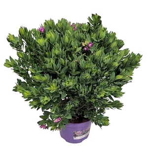 POLYGA MYRTIFOLIA