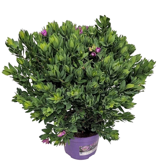 <h4>POLYGA MYRTIFOLIA</h4>