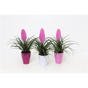 Tillandsia cyanea