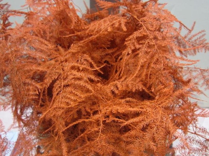 <h4>Asp Lang Get Oranje</h4>