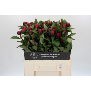 Paeonia Red Sarah Bernhardt