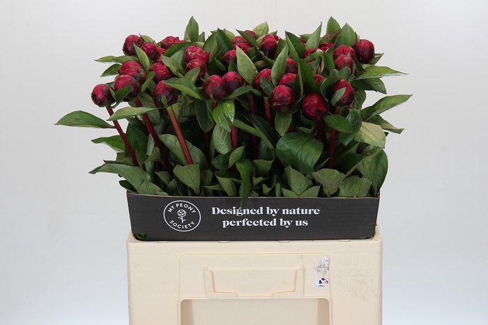 <h4>Paeonia Red Sarah Bernhardt</h4>