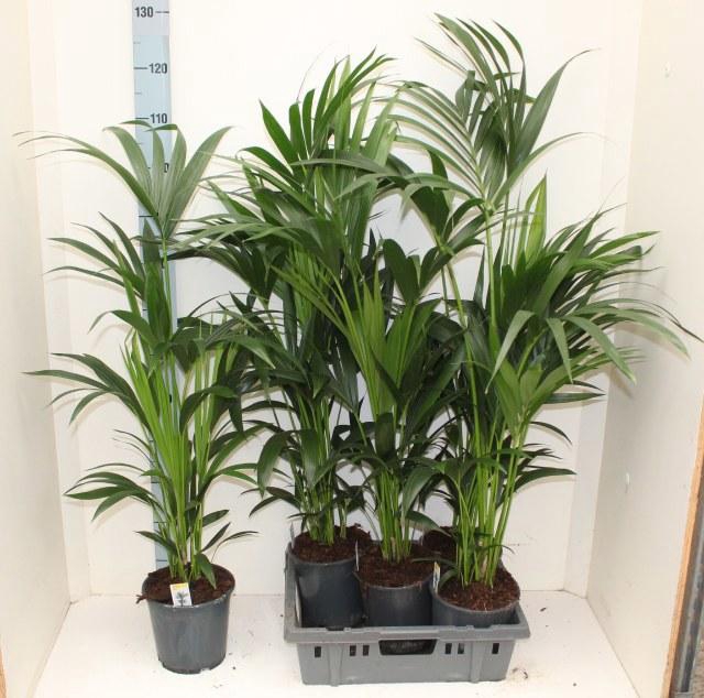 <h4>HOWEA FORSTERIANA</h4>