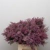 Kaaps Agathosma Green