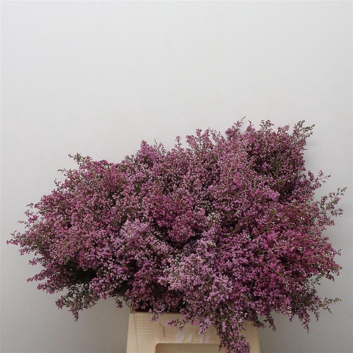 Kaaps Agathosma Green