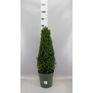 Buxus semp.   ...