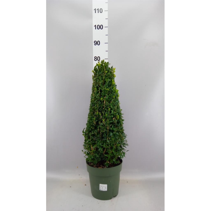 <h4>Buxus semp. ...</h4>