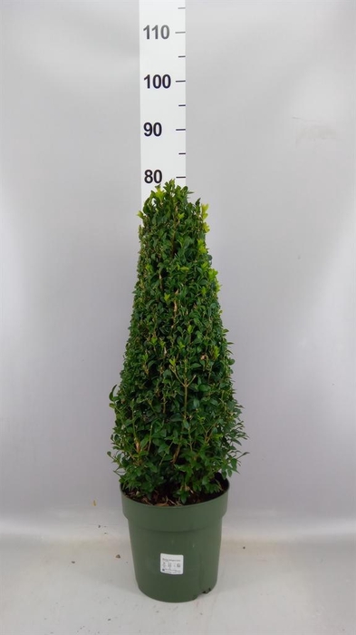 Buxus semp.   ...