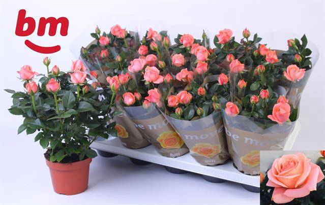 <h4>ROSA CANDY BEAU MONDE P12</h4>