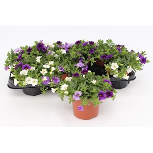 Calibrachoa Trio 'Voltaire' blue-white-lightblue