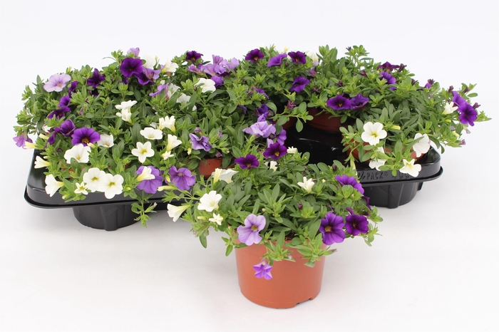 <h4>Calibrachoa Trio 'Voltaire' blue-white-lightblue</h4>